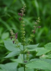 Einzelbild 7 Wald-Ziest - Stachys sylvatica