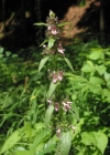 Einzelbild 5 Alpen-Ziest - Stachys alpina