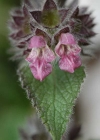 Einzelbild 8 Alpen-Ziest - Stachys alpina