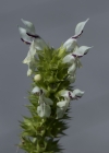 Einzelbild 5 Aufrechter Ziest - Stachys recta