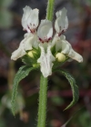 Einzelbild 6 Aufrechter Ziest - Stachys recta