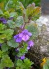Einzelbild 6 Gundelrebe - Glechoma hederacea