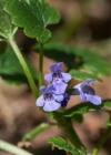 Einzelbild 8 Gundelrebe - Glechoma hederacea