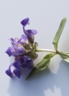 Einzelbild 5 Grosse Brunelle - Prunella grandiflora