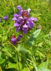 Einzelbild 7 Grosse Brunelle - Prunella grandiflora