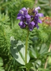 Einzelbild 8 Grosse Brunelle - Prunella grandiflora