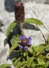 Einzelbild 5 Kleine Brunelle - Prunella vulgaris