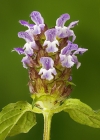 Einzelbild 7 Kleine Brunelle - Prunella vulgaris