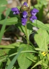 Einzelbild 8 Kleine Brunelle - Prunella vulgaris
