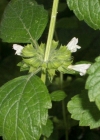 Einzelbild 5 Zitronen-Melisse - Melissa officinalis