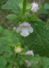 Einzelbild 7 Zitronen-Melisse - Melissa officinalis