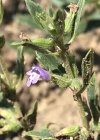 Einzelbild 4 Feld-Steinquendel - Acinos arvensis