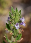 Einzelbild 7 Feld-Steinquendel - Acinos arvensis