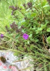 Einzelbild 6 Alpen-Steinquendel - Acinos alpinus