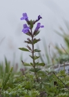 Einzelbild 8 Alpen-Steinquendel - Acinos alpinus