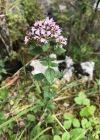 Einzelbild 6 Echter Dost - Origanum vulgare