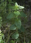 Einzelbild 7 Echter Dost - Origanum vulgare