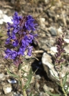 Einzelbild 7 Echter Ysop - Hyssopus officinalis