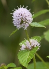 Einzelbild 7 Wasser-Minze - Mentha aquatica