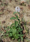Einzelbild 8 Wasser-Minze - Mentha aquatica