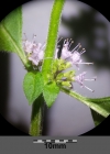 Einzelbild 5 Acker-Minze - Mentha arvensis