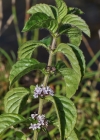 Einzelbild 6 Acker-Minze - Mentha arvensis