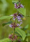 Einzelbild 7 Acker-Minze - Mentha arvensis