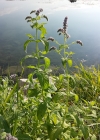 Einzelbild 6 Ross-Minze - Mentha longifolia