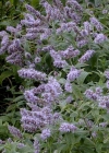 Einzelbild 8 Ross-Minze - Mentha longifolia