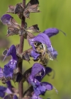 Einzelbild 5 Wiesen-Salbei - Salvia pratensis