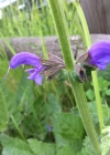 Einzelbild 6 Wiesen-Salbei - Salvia pratensis
