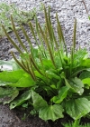 Einzelbild 5 Breit-Wegerich - Plantago major