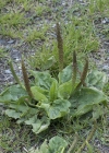 Einzelbild 7 Breit-Wegerich - Plantago major