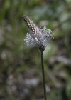 Einzelbild 5 Mittlerer Wegerich - Plantago media