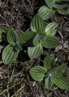 Einzelbild 6 Mittlerer Wegerich - Plantago media