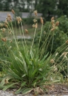 Einzelbild 7 Spitz-Wegerich - Plantago lanceolata