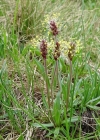 Einzelbild 8 Alpen-Wegerich - Plantago alpina