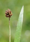 Einzelbild 5 Berg-Wegerich - Plantago atrata