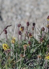 Einzelbild 8 Berg-Wegerich - Plantago atrata