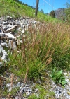 Einzelbild 5 Schlangen-Wegerich - Plantago serpentina