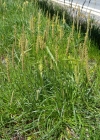 Einzelbild 6 Schlangen-Wegerich - Plantago serpentina