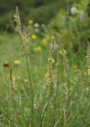 Einzelbild 8 Schlangen-Wegerich - Plantago serpentina