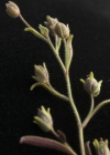 Einzelbild 4 Kleines Leinkraut - Chaenorrhinum minus