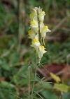 Einzelbild 6 Gemeines Leinkraut - Linaria vulgaris