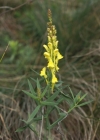 Einzelbild 5 Italienisches Leinkraut - Linaria angustissima