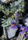 Einzelbild 5 Alpen-Leinkraut - Linaria alpina
