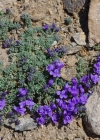 Einzelbild 6 Alpen-Leinkraut - Linaria alpina