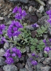 Einzelbild 7 Alpen-Leinkraut - Linaria alpina