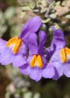 Einzelbild 8 Alpen-Leinkraut - Linaria alpina