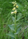 Einzelbild 6 Grossblütiger Fingerhut - Digitalis grandiflora